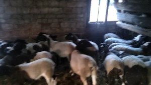 продаю баранчики ДОРПЕР 89061359592