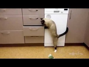 All cats are different