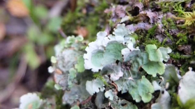 Новые виды лишайника