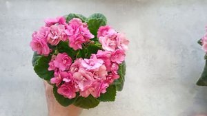 Фиалки НК-Клубничный капкейк и СМ-Травиата