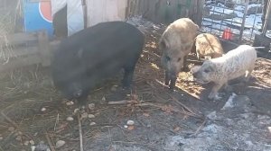 Любовные игры свиней. Привезли хряка к себе