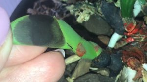 Орхидея на выброс. Моя ошибка. Cattleya Dowiana Rosita June, 5 2021