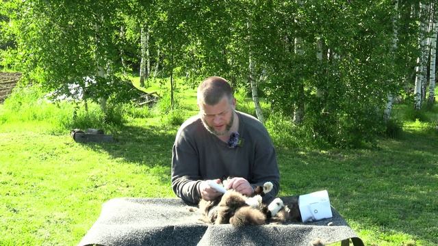 Как сэкономить деньги на стрижке домашних питомцев. Груминг в быту Pawbby MG-HC001A смотреть онлайн
