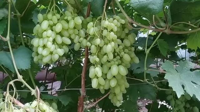 Гелиодор - однозначно очень ранний сорт винограда смотреть онлайн