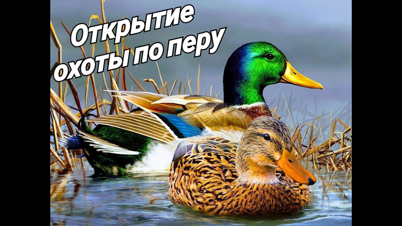 Долгожданное открытие охоты 2020! Утка есть! Но как её взять_ Готовим шурпу из свежих уток! смотреть онлайн