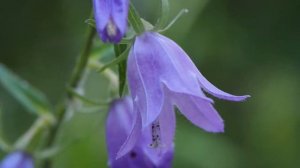 Campanula rapunculoides 1.mp4