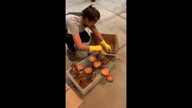 Pentacryl Treated Wood Cookie Crafts During Quarantine смотреть онлайн