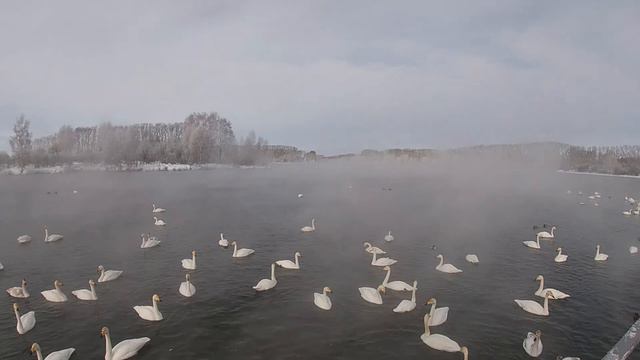 Алтай в марте|Озеро Светлое.Урожайное.Лебединое озеро.#горныйалтай#лебединоеозеро#лебедь