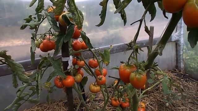 Ускоренное созревание помидоров. Томаты в теплице - Часть 6 смотреть онлайн