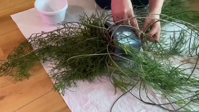 [ПЕРЕСАДКА] ? Пересаживаем Старый Рипсалис Кассута, Всё Про Грунт И Уход За Эпифитами ?