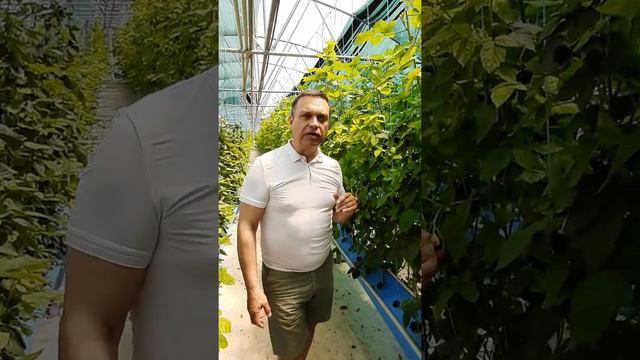 Тепличный комплекс смотреть онлайн