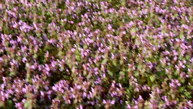 Медовый шмель - honey bee смотреть онлайн