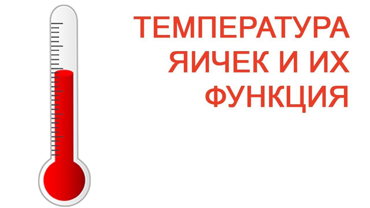 Температура яичек и их функция / Доктор Черепанов
