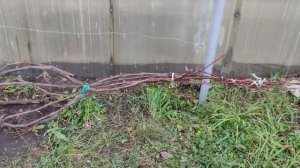 УКРЫТИЕ ВИНОГРАДА ОСЕНЬЮ на зиму в Подмосковье