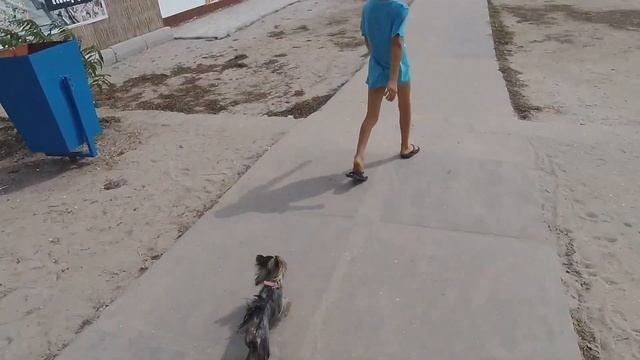 Часть 2. Плюсы йорка. Лучшая собака для квартиры. смотреть онлайн