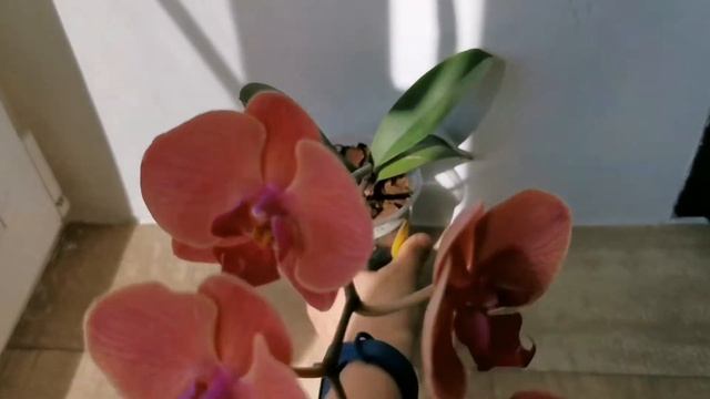 Phal. Giant Lin Duo Er Guen (орхидея фаленопсис Эр-Гуэн, аналог Asian Coral, Narbonne смотреть онлайн