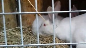 спаривание кроликов
