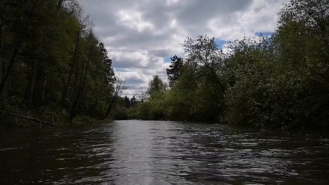 В поисках самой большой сосны (2019) смотреть онлайн