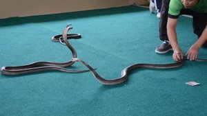 Сиамская кобра и заклинатель змей.