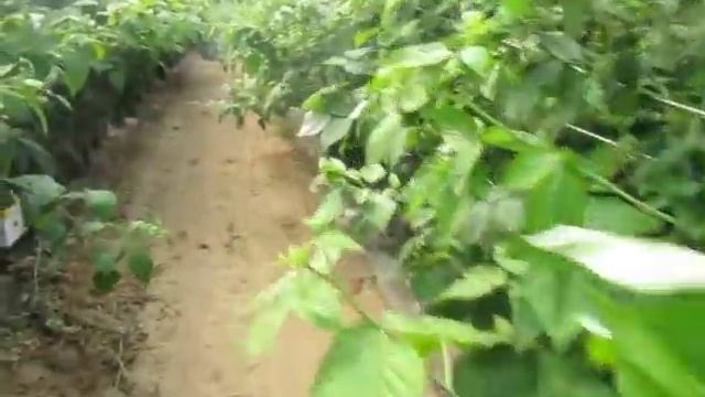 Малина на гидропонике. Сорт Полонез Польша. смотреть онлайн