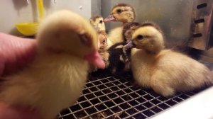 Уход содержание индоуток (мускусные утки) в первые дни