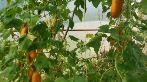 Старые или Свежие семена ОГУРЦОВ? Какие лучше посадить? На каких будет больший урожай и устойчивост