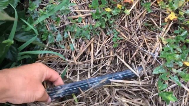 Ожина Black Magic .Д.П. Батьків сад. смотреть онлайн