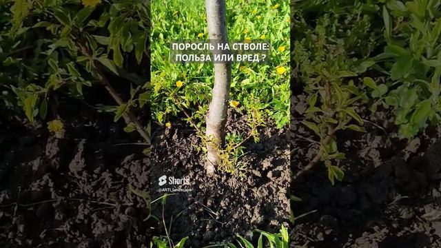 Поросль на стволе_ польза или вред для дерева_ На видео черешня сорт Брянская розовая