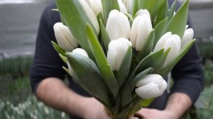 Вирощування тюльпанів. Тюльпан Альбатрос. Tulips Albatros / Выращивание тюльпанов