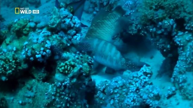 Брачные танцы и «товарищеская» охота с другими видами рыб гигантских мурен (Gymnothorax javanicus). смотреть онлайн