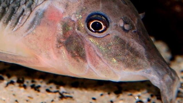 БРОХИС . УХОД И СОДЕРЖАНИЕ В АКВАРИУМЕ смотреть онлайн