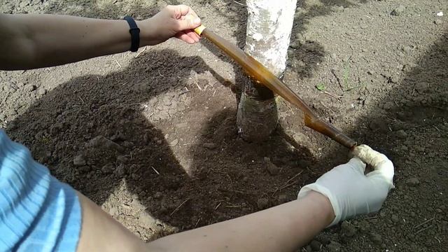 Копеечный ловчий пояс от муравьев и тли. смотреть онлайн