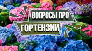 Роскошные гортензии: исчерпывающее руководство по уходу, видам и сортам