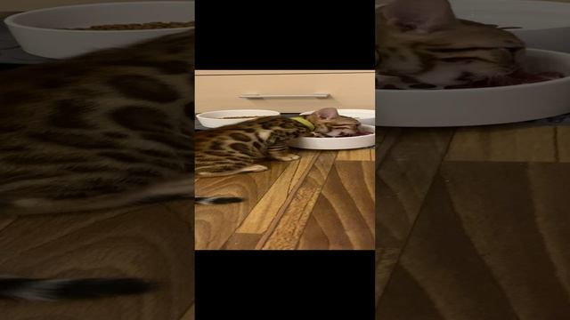 Бенгальский котенок Лакки разговаривает, ест мясо и говорит ням-ням-ням