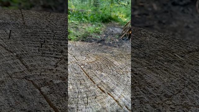 Сбор, сушка, заготовка, ферментация и дегустация Иван-Чая (Копорский чай) Подробная инструкция
