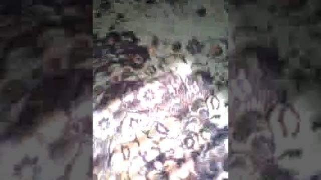 Как сделать попрыгунчик из скоча и бумаги... смотреть онлайн