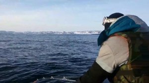 Териберка 2017 пеподъемный палтус