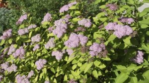 Роскошный  букет из садовых цветов для любого торжества