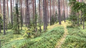Опята! Черные грузди! Середина сентября на севере Ярославской области