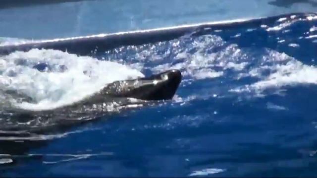 СЧАСТЛИВОГО ХЕЛЛОУИНА! **КОСТАКА КОТОРАЯ УБИЛА 3 ЧЕЛОВЕК** смотреть онлайн