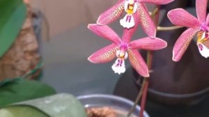Phalaenopsis Bronze Maiden. Про серебрянные листья у фаленопсиса Бронзовая Дева и собачью верность?