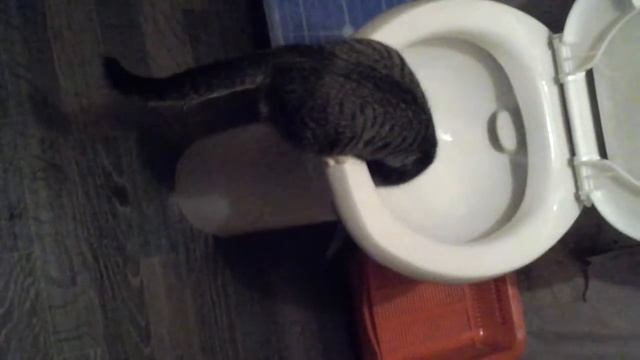 Кот залез в унитаз в 11 часв! И ему там нравилось АФИГЕТЬ! смотреть онлайн