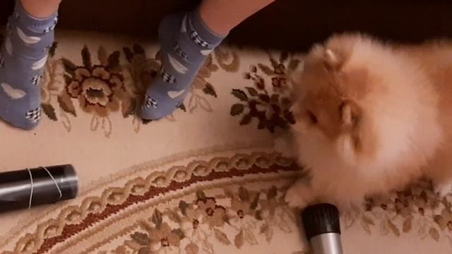 |?СМЕШНЫЕ ВИДЕО ПРО ШПИЦЕВ|3 ЧАСТЬ|?ПОМЕРАНСКИЙ ШПИЦ?|