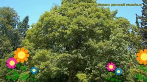 Клен белый. Краткий обзор: Клен белый описание характеристик, где купить саженцы acer pseudoplatanu