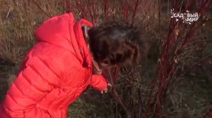 Декоративные кустарники для сада. Дерен или свидина. Сайт "Садовый мир"