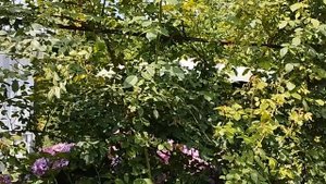 Какие плетистые розы посадить. Плетистые розы 2023 на шести сотках.