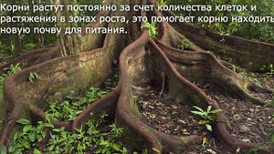 7 Корень, его строение и значение. Биология 6 класс - Пономарева. Краткий пересказ.