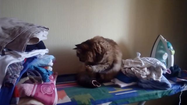 Кошка и резинка