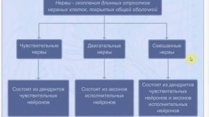 Это трудно??? Нет -легко!! Нервная ткань. Нейрон. Рефлекторная дуга. ЕГЭ.ОГЭ. Биология.