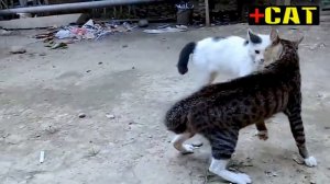 Тест на психику! Супер драка котов 2021(Злые коты) Кот после драки!